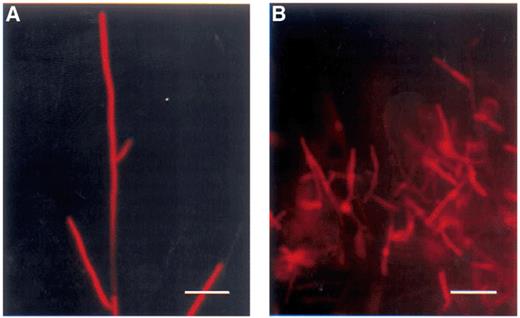 R. solani hyphae stained with Snarf-1. (A) The fluorescence intensity of the tips is high in untreated hyphae whereas other parts of the hyphae are non-fluorescent. This indicates a high esterase activity in these actively growing hyphae. (B) In viscosinamide-treated hyphae, the fluorescence was largely reduced or absent. A green H546 filter was used for fluorescence microscopy. Bar=50 μm.