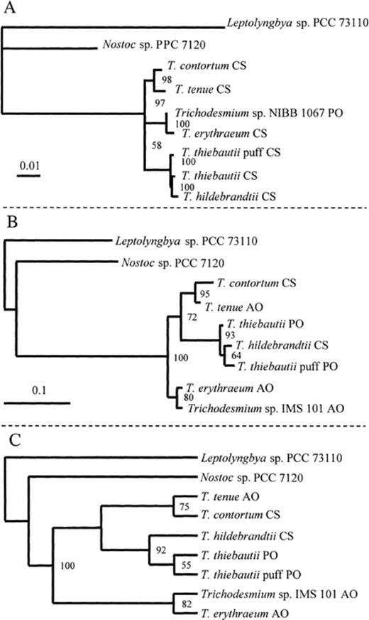 Phylogenetic trees inferred from natural populations of Trichodesmium spp. 16S rDNA and hetR sequence data. The origin of the sample is indicated as AO for the Atlantic Ocean, CS for the Caribbean Sea and PO for the Pacific Ocean. The scale bars indicate the branch length corresponding to the number of substitutions per sequence position. A: Tree constructed using 16S rDNA sequence data and quartet puzzling maximum likelihood. The sequences obtained from natural populations of Trichodesmium spp. colonies collected in the north Caribbean Sea are denoted with CS. The tree was constructed on the basis of 1394 positions, ignoring positions with gaps and sequence ambiguities and using Leptolyngbya sp. PCC 73110 as an outgroup. The observed value of the transition/transversion ratio was 1.13, and was used in the maximum likelihood analysis. The maximum likelihood index of the tree was ln(L)=−3619.47. The numbers at the branches are relative likelihood scores. B: Phylogenetic tree inferred from hetR gene sequence data using quartet puzzling maximum likelihood analysis. A total of 448 aligned positions were used in the analyses, with the transition/transversion ratio set to the observed 1.74. The maximum likelihood index of the tree was ln(L)=−1775.16. The numbers at the branches are the percentage of 1000 quartet puzzling steps that each subset of sequences were grouped together. C: Phylogenetic tree inferred from translated hetR gene sequence data using maximum parsimony analysis. The total 149 amino acid sites had 25 informative sites that were used in the maximum parsimony. The resulting tree required 80 steps. The numbers at the branches are percentages of the bootstrap values from 500 replicates. The origin of the sample is indicated as AO for the central Atlantic Ocean, CS for the northern Caribbean Sea and PO for the southern Pacific Ocean.