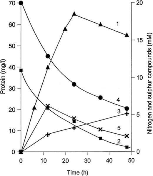 Growth and thiosulfate oxidation in anaerobic batch culture of strain TG 3 with acetate(10 mM) and nitrate (20 mM). 1: growth, mg protein l−1; 2: thiosulfate; 3: tetrathionate; 4: nitrate; 5: nitrite.