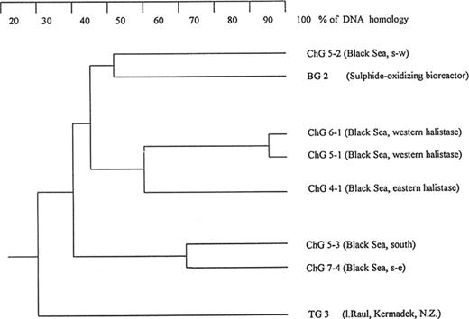 Dendrogram of the DNA-DNA homology among strains capable of thiosulfate-dependent denitrification. DNA from E. coli gave less than 0.1% homology with any of these samples.