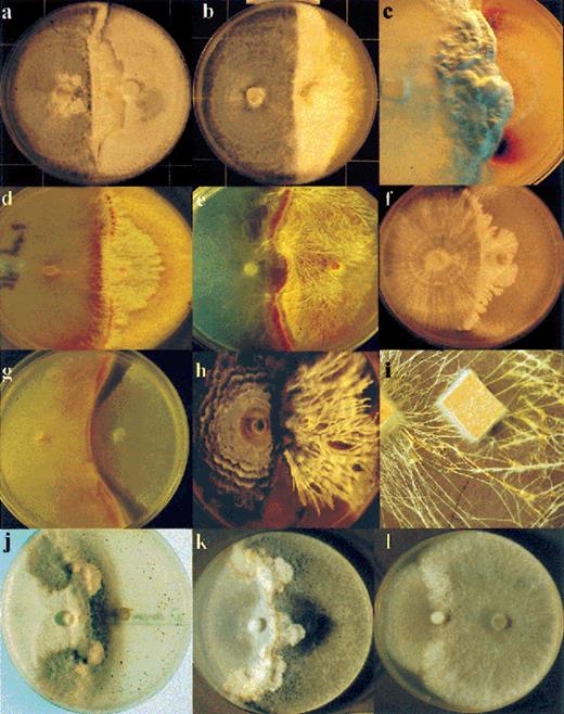 Mycelial interactions in agar plates (9 cm diameter) (a–h), soil (i) at 25°C and ambient gaseous regime unless otherwise stated, the fungus mentioned first being inoculated on the left side of the plate and that mentioned second on the right side: L. betulina replacing Vuilleminia comedens (a), S. hirsutum (b) and the ascomycete Lopadostoma turgidum (elevated CO2) (c); P. velutina replacing S. hirsutum at 25°C (d) and 10°C (e); H. fasciculare replacing C. versicolor (f); Psathyrella hydrophillum replacing S. hirsutum at 10°C – note zone of lysis preceding replacement (g); complete replacement of Armillaria gallica by the ascomycete X. hypoxylon– note the completely different morphologies of the latter on the two sides of the plate (h); mycelial interference of P. velutina by R. bicolor on soil (sides of wood blocks 2 cm) (i). C. versicolor interacting with the ascomycete Daldinia concentrica (j–l), (k) a similar pairing to (j) but several weeks later, (l) under 30% CO2/5% O2 after the same time as (k). (Photographs c, d, e, g, h courtesy of I.H. Chapella, and i courtesy of J.M. Wells and M.J. Harris).