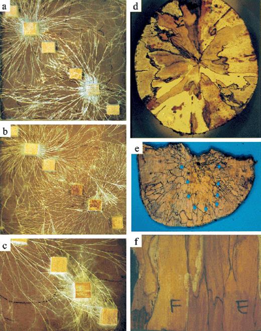 Interactions between higher fungi in soil and wood. (a–c) Mycelial cord systems growing from wood block inocula (sides 2 cm) in trays (24×24 cm) of non-sterile soil at 12.5°C. The wood block inocula were placed in corners diagonally opposite each other. Fresh wood resources were placed on either side of the inocula on the diagonal, and were colonized by the developing mycelial systems. P. velutina (top left) interacting with (a) R. bicolor and (b) P. impudicus and (c) H. fasciculare. Note interference between cords at the junction of P. velutina colonies with R. bicolor and P. impudicus (a, b), and the cords of P. velutina overgrowing those of P. impudicus and H. fasciculare with subsequent colonization of the wood resources. Transverse (d, e) and longitudinal (f) sections through beech (F. sylvatica) logs 4.5 year after felling. Dark lines are ‘interaction zone lines’ demarcating different fungal individuals (of the same or different species). Sections shown in (d) and (f) were incubated in moist conditions in polythene bags allowing mycelium to grow out of some of the decay columns. Faded and disjointed zone lines indicate that the fungus that formed them has been replaced by another species, e.g. in (d) the ‘relic’ zone lines in the region outlined with blue circles were originally formed by the ascomycete X. hypoxylon, but decay columns occupied by numerous individuals of the latter have been replaced by a single individual of a white-rot producing (indicated by lighter colored wood) basidiomycete. The numerous decay columns evident in (e) is indicative of colonization by genetically different spores. (Photographs (a–c) courtesy of J.M. Wells and M.J. Harris, and (d–f) of I.H. Chapela.)