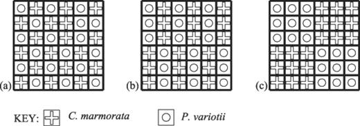 Example maps showing the spatial distribution of fungal species in the 6×6 (varying patch size) tessellated agar tile interactions between C. marmorata and P. variotii at the onset of the experiment. a: Arrangement 3a. b: Arrangement 3b. c: Arrangement 3c. Bold lines denote air gaps between individual tiles. Dimension of each tile is 1 cm2. Symbols indicate the species inoculated onto each tile.