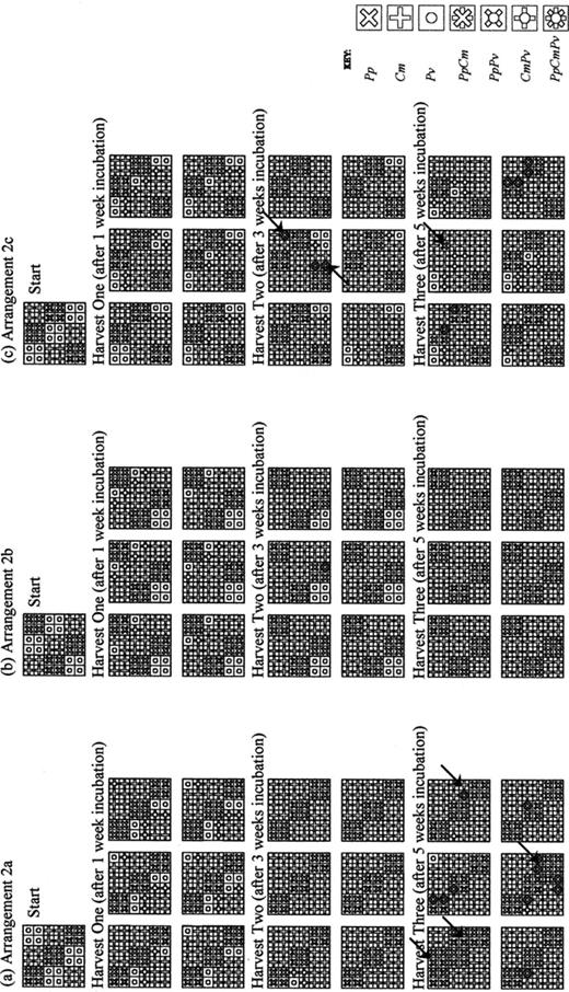 Spatial distribution maps of fungal species in the 3×3 tessellated agar tile. a: Arrangement 2a. b: Arrangement 2b. c: Arrangement 2c, at the start of interaction and then after 1, 3 and 5 weeks incubated at 15°C. Bold lines denote air gaps between individual tiles, fine lines denote quadrants, which were plated to determine interaction outcome. Arrows indicate Cm prescribed tiles invaded by other species. See text for experimental details.