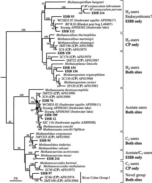 Inferred phylogenetic relationships between environmental sequences from East Hill Bridge (EHB) and Colne Point (CP) sediments, reference taxa and available environmental clones. Logdet/Paralinear distances tree based on 940 alignable nucleotides using 56% of the sites, rooted using T. acidophilum (not shown on tree). Bootstrap support values (1000 replicates) above 50% are shown at nodes.