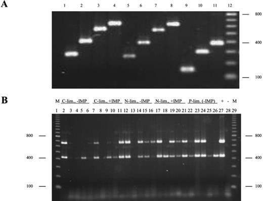 Detection of the phosphotriesterase-encoding gene by specific PCR amplification of fragments from total DNA isolated from bacterial cultures. A: PCR amplification of 11 phosphotriesterase gene fragments (lanes 1–11) with predicted sizes of 240, 426, 580, 663, 262, 398, 552, 635, 153, 398, 391 bp, respectively using total DNA from FB as a template. Lane 12 contains molecular mass markers (100-bp ladder). B: Detection of the phosphotriesterase gene in mixed cultures in the course of continuous cultivation by partial PCR amplification with specific primers. Agarose gel of the 426- and 663-bp PCR products (lanes 2 and 4 in A) using template DNA isolated from the five cultures inoculated with surface water and FB after 0, 72, 240, 480 and 744 h of C-, N- or P-limited continuous cultivation. Each lane contains two PCR products amplified in two separate PCR amplification reactions. Lanes 1 and 29: molecular mass markers (M); lane 27: total DNA from FB used as a template (+); lane 28: no-template negative control (−). Lanes 2–6: C-limited culture that did not receive IMP; lanes 7–11: C-limited culture that received IMP from 504 h onwards; lanes 12–16: N-limited culture that did not receive IMP; lanes 17–21: N-limited culture that received IMP from 504 h onwards; lanes 22–26: P-limited culture (not treated with IMP).
