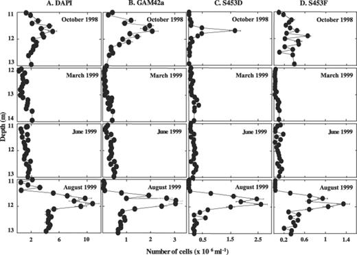 Number of cells stained with DAPI (column A) or hybridizing to probes GAM42a (column B), S453D (column C) or S453F (column D), respectively, in chemocline samples from Lake Cadagno from October 1998, March 1999, June 1999, and August 1999.