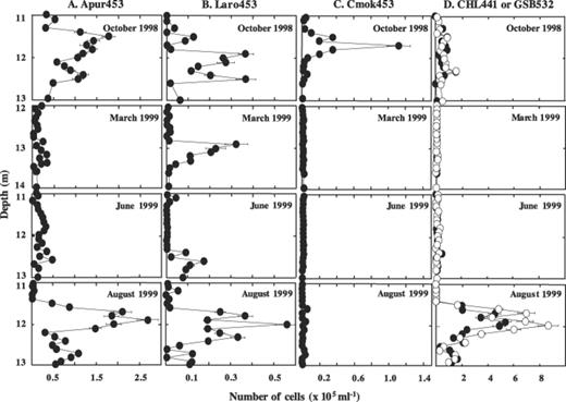 Number of cells hybridizing to probes Apur453 (column A), Laro453 (column B), Cmok453 (column C) or CHL441 and GSB532 (column D), respectively, in chemocline samples from Lake Cadagno from October 1998, March 1999, June 1999, and August 1999.