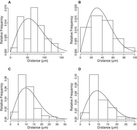 Experimental intercellular distances (bars) and density functions predicted by the model (lines) for intensities of (cells μm−2): 0.06×10−3 (A), 0.17×10−3 (B), 1.92×10−3 (C) and 1.65×10−3 (D). n=33, 49, 67 and 84 respectively. Chi-square tests indicated that experimental and model distances did not differ significantly (P>0.05).