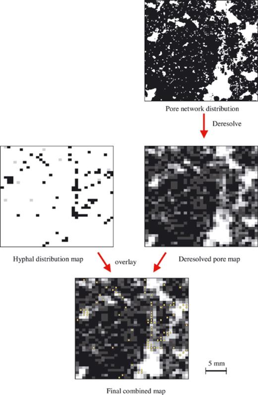 Diagram illustrating the stages in superimposing maps for pore and hyphal distributions.