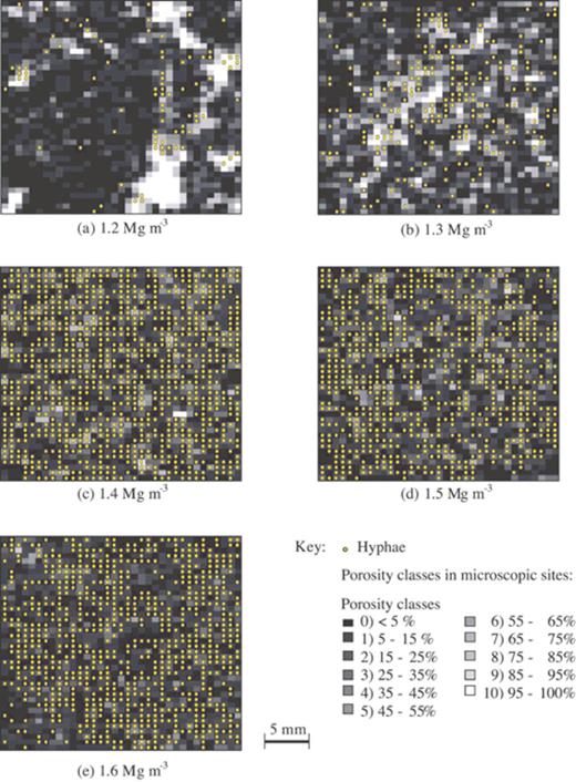 Distribution maps of mycelia of R. solani overlaying porosity maps at different bulk densities.