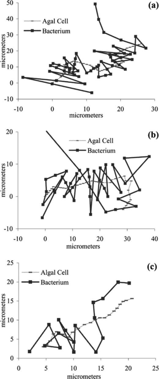 These plots show three of the best bacterial tracking paths of the algae P. lutheri, each track represents the path of individual cells. a,b: Plots of a P. lutheri algal cell tracked by P. haloplanktis bacteria. c: Plot of a P. lutheri algal cell tracked by a S. putrefaciens bacterium. There are no error bars for these plots of algae tracked by bacteria because they are direct tracks of algal and bacterial cell paths. The x,y coordinates are in micrometres. Tracks of the algal cells always start in the bottom left hand corner of each figure, bacterial tracks generally start to the left of the plot but not at the same x,y coordinates as the algal track.