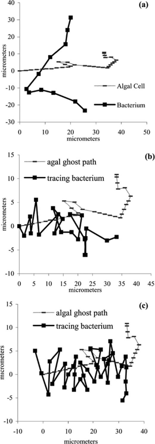 a: A non-tracking bacterium, S. putrefaciens, swimming path that intersects an algal cell path. b,c: P. haloplanktis swimming paths that intersect an old algal cell path (ghost path) after the algal cell has passed.