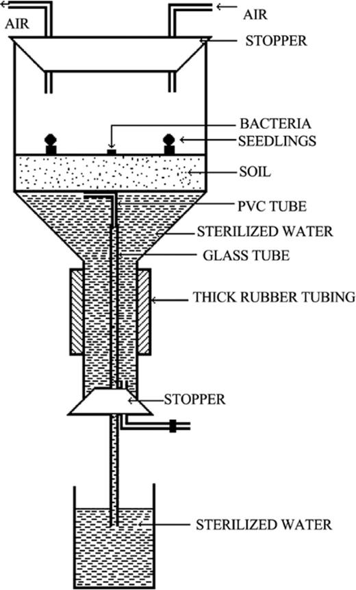 Apparatus used to study bacterial chemotaxis towards roots of tomato seedlings in soil.