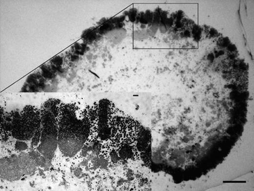 Transmitted-light images of Epon-embedded granule sections, stained with toluidine blue. The inset image shows the detail in the indicated region. Bar=100 μm and 10 μm (on the inset image).