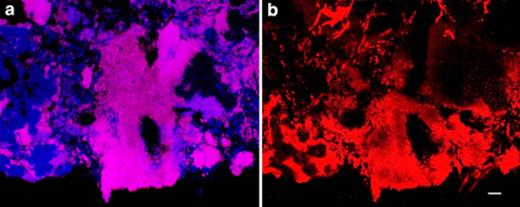 Confocal laser-scanning micrographs of (a) FISH and (b) Nile blue A (specific for PHA) stained cells, sampled at the end of the anaerobic period. Both images are taken for the same microscopic field. a: Competibacter (GAOQMIX) are magenta while all other Bacteria are blue. b: Areas that do not contain Competibacter cells as determined by FISH do not contain PHA. Bar=10 μm.