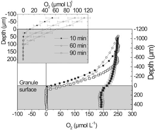 Oxygen microsensor profiles measured after 10 min (▪), 60 min (O), 90 min (◻), and 18 h of continuous aeration (♦). The insert shows the mean of three replicate profiles in the region of the granule surface. Error bars= S.D.