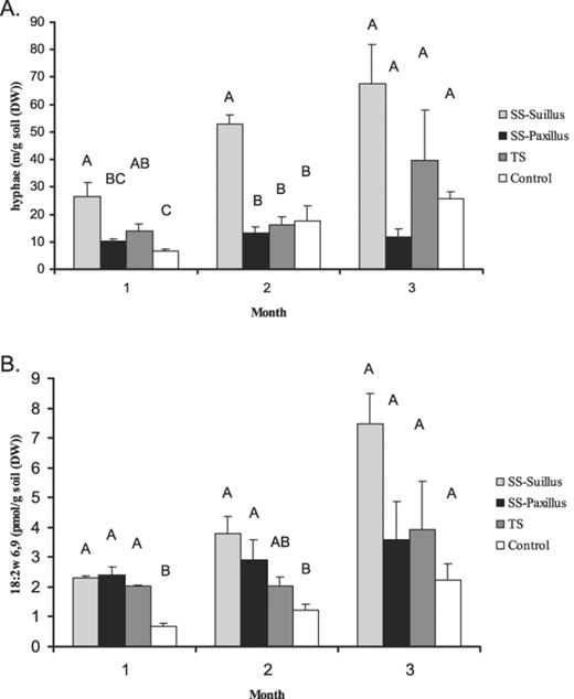 Fungal colonisation of the potting-mixture over 3 months determined by (A) hyphal lengths and (B) PLFA 18:2ω6,9 analysis. SS indicates the single-species treatments and TS indicates the two-species treatment. Error bars indicate ±S.E.M., n=3.Different letters within each month indicate statistically different values (GLM/Tukey's Studentised range).