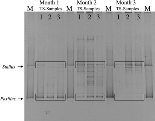 DGGE of amplified ITS rDNA fragments from the TS treatment, representing the fungal community in the potting mixture over 3 months. Marker lanes (M) show the Suillus-Paxillus marker. For each month, TS samples 1, 2 and 3 represent the results of three pots that were destructively harvested. Over time, the average intensity of the Suillus bands increases, while the average intensity of the Paxillus bands decreases.