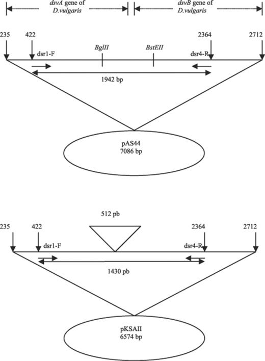 Construction of the competitor plasmid, pKSAII. The competitor plasmid, pKSAII, was constructed by deleting a 512-bp region, comprised between the restriction site of BglII and BstEII, of the dissimilatory (bi)sulfite reductase genes (dsvAB) of D. vulgaris borne on pAS44, as described in Section 2.