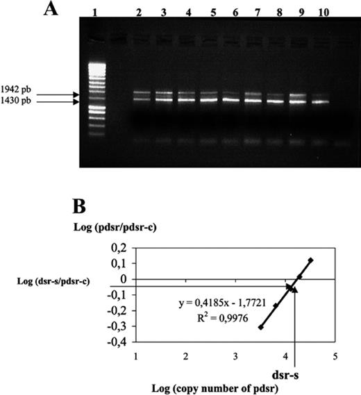 A,B: Molecular quantification of dsrAB genes by cPCR. Molecular quantification of the copy number of the dsrAB genes in microbial DNA extracted from an environmental sample. A: 150 fg of competitor sequence carried by pKSAII (pdsr-c) was added to serial dilutions (25–250 fg) of the target sequence carried by pAS44 (pdsr). Similarly, 150 fg of competitor DNA was added to 4 ng of DNA extracted from estuary sediments (dsr-s). The PCR products were analyzed on agarose gel. DNA masses of pAS44: lanes 2, 250 fg; 3, 150 fg; 4, 100 fg; 5, 50 fg; 6, 25 fg, DNA from sediment samples lanes 7–10. Size ladder (Eurogentec), lane 1. B: The relative intensities of the PCR bands were used to construct the corresponding calibration curve log (pdsr/pdsr-c). The dsr-s/pdsr-c ratio was plotted on the curve and the copy number of dsrAB genes amplified from bacterial DNA extracted from environmental sediment was deduced assuming a mass of 7.81×10−18 g for pAS44, which carries a single copy of the target sequence.