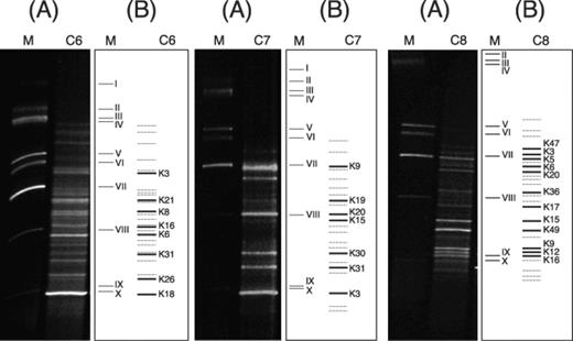 A: Segments of DGGE community fingerprints of samples C6–C8 from Llonín Cave including a reference marker (M). B: Schematic drawing of the DGGE band patterns shown in panels A. Labelled bands correspond to 16S rDNA sequence types described in Table 2. Sequences were obtained from a 16S rDNA clone library. Broken lines represent unidentified DGGE bands. Lanes M represent the standard reference pattern. The following reference species were used: Borrelia sp. (I), Pasteurella canis (II), Listeria monocytogenes (III), Actinobacillus pleuropneumoniae (IV), Staphylococcus aureus (V), Bordetella bronchiseptica (VI), Escherichia coli (VII), Pasteurella haemolytica (VIII), Rhodococcus sp. (IX) and Frankia sp. (X).