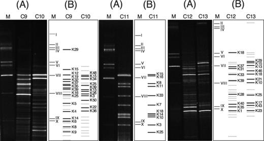 A: Segments of DGGE community fingerprints of samples C9–C13 from La Garma Cave including a reference marker (M). B: Schematic drawing of the DGGE band patterns of panels A. Labelled bands correspond to 16S rDNA sequence types described in Table 3. Sequences were obtained from a 16S rDNA clone library. Broken lines represent unidentified DGGE bands. Lanes M represent the standard reference pattern.