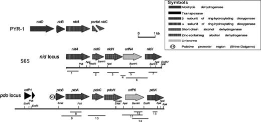Genetic organization of the loci encompassing the genes identified in this study. The positions and orientations of the putative genes are shown by shaded arrows. The positions of the primers and the fragments they amplify are indicated by numbered lines (see Table 2).