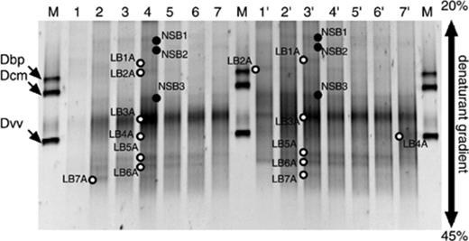 DGGE analysis of archaeal community in profundal sediment from Lake Biwa. Profiles of the PCR-amplified 16S rDNA (lanes 1–7) and profiles of the reversely transcribed 16S rRNA (lanes 1′ to 7′). Lanes 1 and 1′, 0–2 cm; 2 and 2′, 2–5 cm, 3 and 3′, 5–8 cm; 4 and 4′, 8–11 cm; 5 and 5′, 11–14 cm; 6 and 6′, 14–17 cm; 7 and 7′, 17–20 cm; M, amplified 16S rDNA derived from Desulfobulbus propionicus (Dbp), Desulfococcus multivorans (Dcm), and Desulfovibrio vulgaris (Dvv) were used as markers. The DGGE bands (LB1A–LB7A) indicated by open circles were excised and sequenced, and those partial sequences were used for phylogenetic analysis, whereas bands (NSB1–NSB3) indicated by closed circles could not be sequenced.