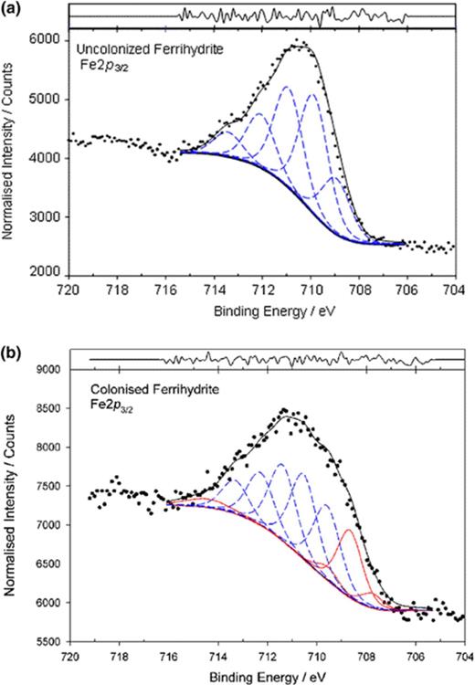 XPS spectra obtained for uncolonized (a) and colonized (b) ferrihydrite surfaces. Blue lines represent Fe(III) multiplet peaks; red lines represent Fe(II) multiplet peak assignments. C 1s=284.8 eV.