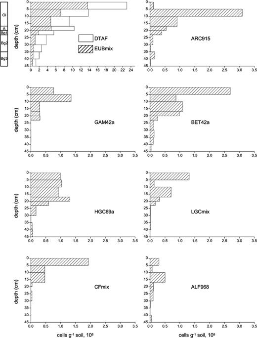 Vertical profile of absolute numbers of bacteria detected with different probes in the investigated Typic Historthel. All data correspond to 1 g soil (dry weight). Probe names and target groups are explained in Table 3. Note the different x-axis range of the first diagram. Classification of the soil profile in different horizons is given on the left of the DTAF/EUBmix profile.