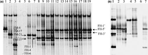 16S rRNA gene DGGE fingerprinting of Acinetobacter communities in soil F samples treated in a laboratory experiment using PCR products obtained with Acinetobacter specific primers GC-Ac436f and Ac676r in the direct PCR approach (a) and the nested PCR approach (b). (a) DGGE profiles for strain A. johnsonii DSM6963T (lane 1), strain A. haemolyticus LH168 (lane 2), strain A. junii DSM6964T (lane 3), soil F prior to treatment (lanes 4 and 5), soil F70MN T1 (lanes 6 and 7), soil F70HNa T1 (lanes 8 and 9), soil F70HNa T3 (lanes 10 and 11), soil F70HNa T4(lanes 12 and 13), soil F70HNa T5 (lanes 14 and 15), soil F70HNa T6 (lanes 16 and 17), soil F70HNa T9 (lanes 18 and 19). All soil samples were analyzed in duplicate. Subscripts T1, T3,… refer to sampling times as described in materials and methods. No Acinetobacter population was monitored in soil FMN. Cloned ‘bands’ are indicated within the soil fingerprint based on the comparison of the migration profiles of pure clones and the soil profile. (B) DGGE ladder (lane 1); DGGE profile of soil F70MN T1 obtained by the direct PCR (lane 2), and the nested PCR (lane 3); DGGE profile of soil F70HNa T3 obtained by the direct PCR (lane 4), and the nested PCR (lane 5); DGGE profile of soil F70MNT3 obtained by the direct PCR (lane 6), and the nested PCR (lane 7). The DGGE ladder consists of A. johnsonii, A. haemolyticus, A. lwoffii, and A. junii.