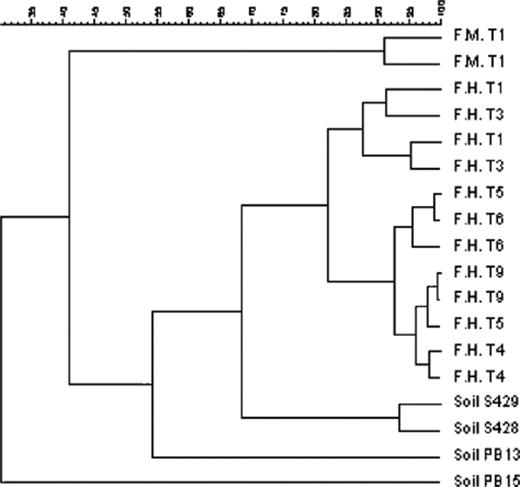 UPGMA clustering of soil DGGE fingerprints using the pearson moment-based similarity coefficient. Similarity percentages between Acinetobacter microbial populations using the PCR–DGGE specific system are indicated above. F.M. and F.H. correspond to microcosms F70MN and F70HNa while T1, T3, T4, T5, T6, T9 indicate the corresponding sampling time. Samples analysed in duplicate are indicated with the same name.