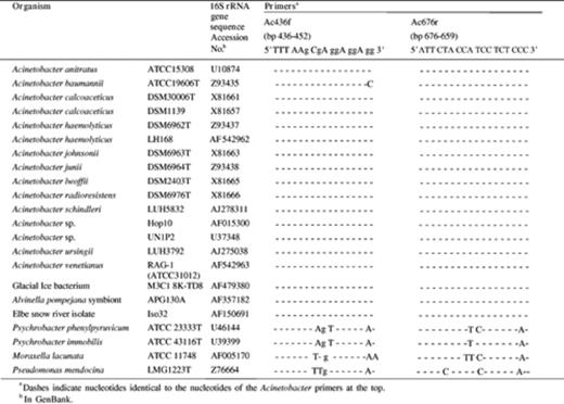 16S rRNA gene sequence homology between the designed Acinetobacter genus-specific primers and corresponding 16S rRNA gene regions of Acinetobacter species and other γ-proteobacterial strains