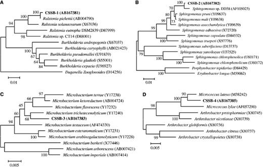 Neighbor-joining phylogenetic tree based on bacterial 16S rDNA sequence. The numbers at nodes represent bootstrap values resampled 1000 times. These trees were based on: (A) CSSB-1, (B) CSSB-2, (C) CSSB-3, and (D) CSSB-4 sequences.