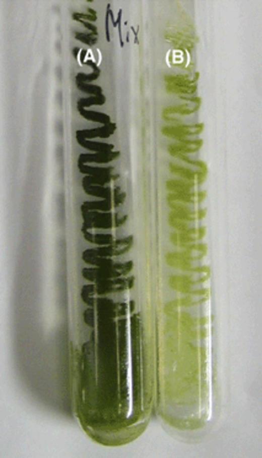 Consortium and pure culture slant of C. sorokiniana after 5 months cultivation. Consortium (A) and pure culture C. sorokiniana (B).