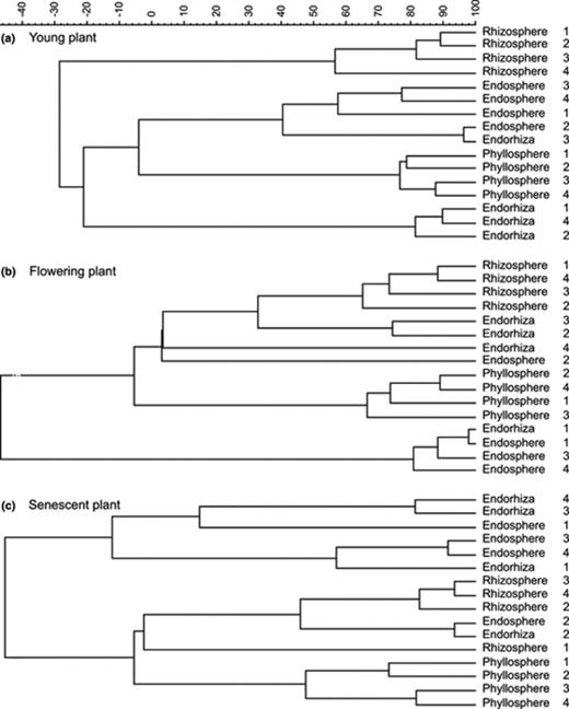 UPGMA dendrogram generated from the T-RFLP community profiles of (a) young plants, (b) flowering plants, and (c) senescent plants. Numbers indicate individual plants representing the four replicates of each habitat and sampling time.