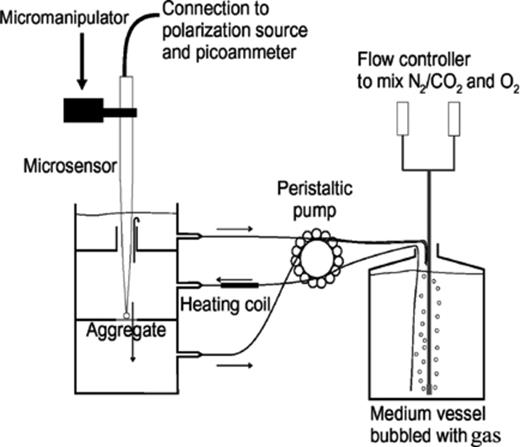 Schematic drawing of the flow chamber set-up used for microscale analysis of NO−2 and O2 distribution in aggregates from the CANON reactor. Arrows indicate direction of the water flow.