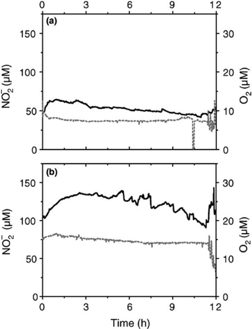 Concentrations of O2 (––––) and NO−2 (––) in the CANON reactor during SBR operation with 12 h cycles at two different oxygen supply rates: (a) 30.5 ml/min 16.4% O2/83.6% Ar; (b) 30.5 ml/min 32.8% O2/67.2% Ar.