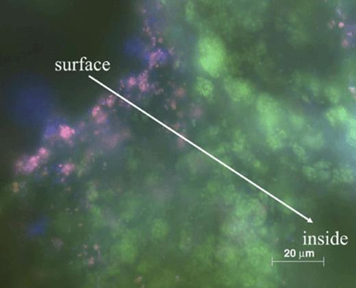 Fluorescence in situ hybridization of an aggregate from the CANON reactor. Aerobic ammonia oxidizers appear purple, because of a simultaneous hybridization of Neu (labeled with Cy3, red) and NSO1225 (labeled with Cy5, blue). Green colour indicates anaerobic ammonia oxidizing bacteria hybridized with probe Amx820.