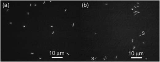 Fluorescence images of acridine orange stained preparations from a 20th generation transfer of the 6A enrichment culture after the switch to Ti (III) NTA as a reducing agent (a) and from a 7th generation transfer of the NTA culture (b). Note the similar morphologies and presence of both thin rods and coccoid organisms in each culture and spirals (s) in the NTA culture.