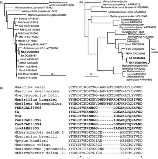 Dendrograms for the sequences from 6A and NTA cultures constructed for the 16S rRNA genes (a) and mcrA deduced amino acid sequences (b) using Methanosarcina acetivorans 16S rRNA gene sequence (a) and Methanothermobacter thermoautotrophicus McrA II (b) as outgroups. The dendrograms were constructed using neighbor joining methods as described under Molecular and phylogenetic analyses, and similar phylogenies were found using maximum likelihood methods. (c) Alignment of a section of mcrA-predicted amino acid sequences in (b) showing the insertion in the sequences in Methanospirillum, Methanoculleus, and the Methanosarcinales relative to the other methanogen sequences. The sequences in the Methanomicrobiales order are shown in bold.