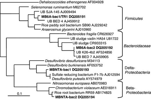 Dendrogram for the 16S rRNA gene sequence from the citrate-utilizing thick rod TR1 and for bacterial 16S rRNA gene sequences from 6A and NTA cultures. The sequences were analyzed as described under Molecular and phylogenetic analyses and the tree was produced using a maximum likelihood method, which gave the expected branching order for the phyla, but otherwise was similar to a neighbor-joining tree. Dehalococcoides ethenogenes, a member of the Chloroflexi, was used as the outgroup.