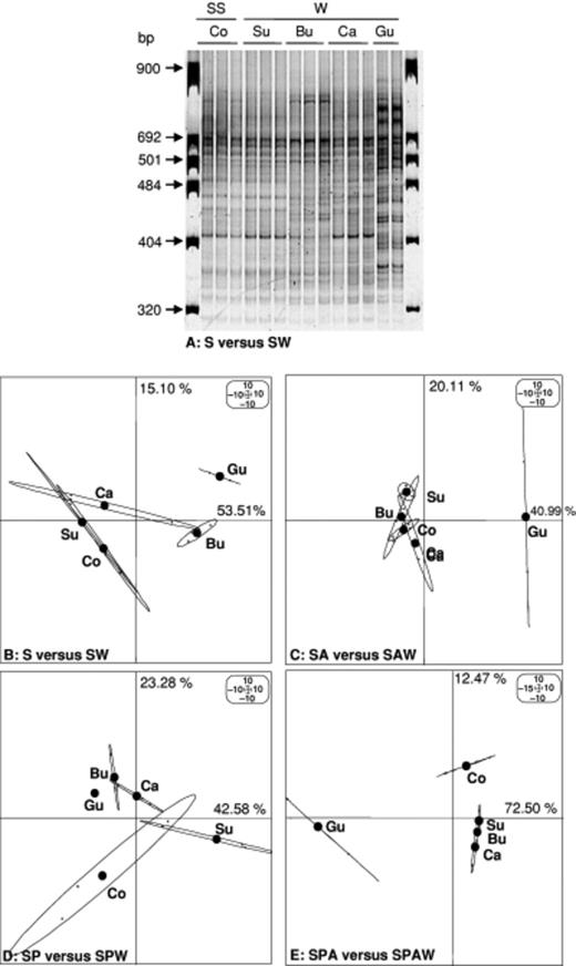 Ribosomal intergenic spacer analysis (RISA) fingerprints of PCR products amplified with 16S–23S rRNA gene universal primers (38r and 72f) from DNA extracted from soil samples not treated with Atrazine and either inoculated or not inoculated with earthworms (a). PCA ordination of RISA fingerprints generated from DNA extracted from soil samples not treated with Atrazine and inoculated or not with earthworms (S vs. SW) (b), treated with Atrazine (SA vs. SAW) (c), inoculated with Pseudomonas sp. ADP (SP vs. SPW) (d), or treated with Atrazine and inoculated with Pseudomonas sp. ADP (SPA vs. SPAW) (e). The microsites sampled were control soil (Co), surrounding soil (Su), burrow linings (Bu) casts (Ca) and Gut contents (Gu). The variance percentages explained by PCA axes 1 and 2 are shown on each panel on the x- and y-axes, respectively.