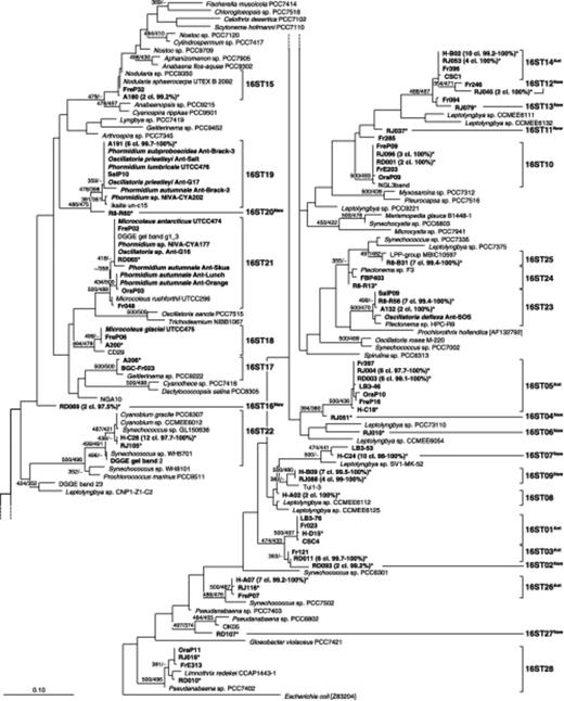 Phylogenetic tree inferred from 16S rRNA gene sequences (Escherichia coli positions 405–780) by maximum likelihood (likelihood=−8693.4402). Bootstrap values obtained using the neighbor-joining and the parsimony methods for the tree construction are indicated at the nodes when equal to or greater than 70%. The tree includes the 37 representative clone sequences out of 128 determined in the present study (boldface type, marked with an ‘*’), 111 previously published sequences (Antarctic sequences are in boldface type), and the E. coli sequence used as an out-group. The number of clone sequences belonging to the concerned operational taxonomic unit/lake, as well as the percentage of similarity between them, were indicated close to the representative sequence and between brackets. The evolutionary distance between two sequences is obtained by adding the lengths of the horizontal branches connecting them and using the scale bar (0.1 mutation per position).