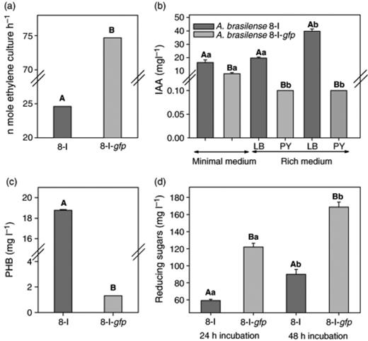 Changes in N2-fixation (a); indole-3-acetic acid (b); poly-β-hydroxybutyrate (c); and exopolysaccharide (d) production of A. brasilense 8-I and its mutant A. brasilense 8-I-gfp. In each subfigure separately, columns denoted by a different lower case letter differ significantly by anova at P≤0.05. Pairs of columns (parent and the mutant strains) denoted by a different capital letter differ significantly: Student's t-test at P≤0.05 (C, D). Bars represent the SE; the absence of SE indicates a negligible SE.