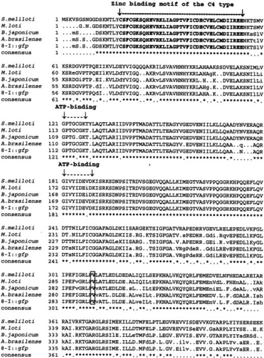 Multiple alignments of the deduced amino acid sequence of the heat-shock protein CplX-like gene of Azospirillum brasilense 8-I-gfp (Acc. no. AY918963) with the corresponding sequences of cplX genes from Sinorhizobium meliloti (Acc. no. NP385362), Mesorhizobium loti (Acc. no. NP108565), Bradyrhizobium japonicum (Acc. no. NP771583), and Azospirillum brasilense Sp7 (Acc. no. AAD37436). The Zn-binding motif, and the ATP-binding domains are indicated by lines and inverted arrows. Residue 292 (V), in a box, indicates the insertion point of the transposon.