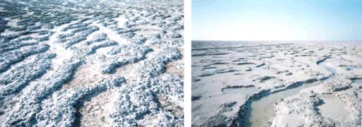 The studied microbial mats from Saudi Arabia, showing a whitish top layer of salt resulting from high evaporation (left panel) and the channelling system within these mats (right panel).
