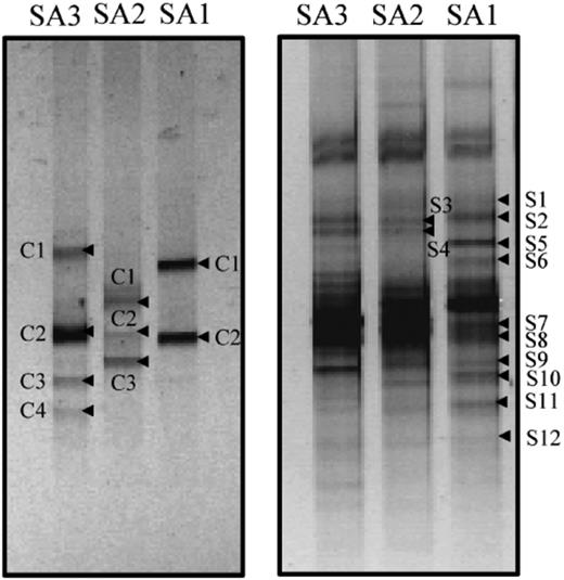 Denaturing gradient gel electrophoresis fingerprints of PCR-amplified 16S rRNA gene fragments obtained from microbial mats present at low (SA1), middle (SA2) and high (SA3) intertide, using cyanobacteria-specific (left panel) and universal bacterial (right panel) primers. The indicated bands were excised, reamplified and sequenced.