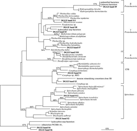 Unrooted phylogenetic tree showing affiliations based on partial bacterial 16S rRNA genes and selected sequences from members of various bacterial clusters, including Beta, Gamma and Delta subclasses of the Proteobacteria, the Cytophaga–Flavobacterium–Bacteroides group (CFB) and Spirochetes. The tree was simplified for clarity by omitting all sequences between clusters. The scale bar indicates 10% estimated sequence divergence. Bootstrap values from 1000 trees are included and indicated as % at relevant nodes.